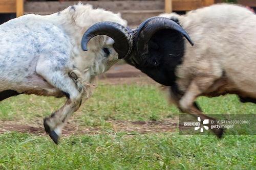 爆料君子羊视频揭秘,视频爆料背后的真相与内幕  第3张